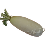 辛味大根 辛味大根