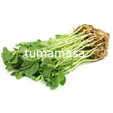そら豆豆苗